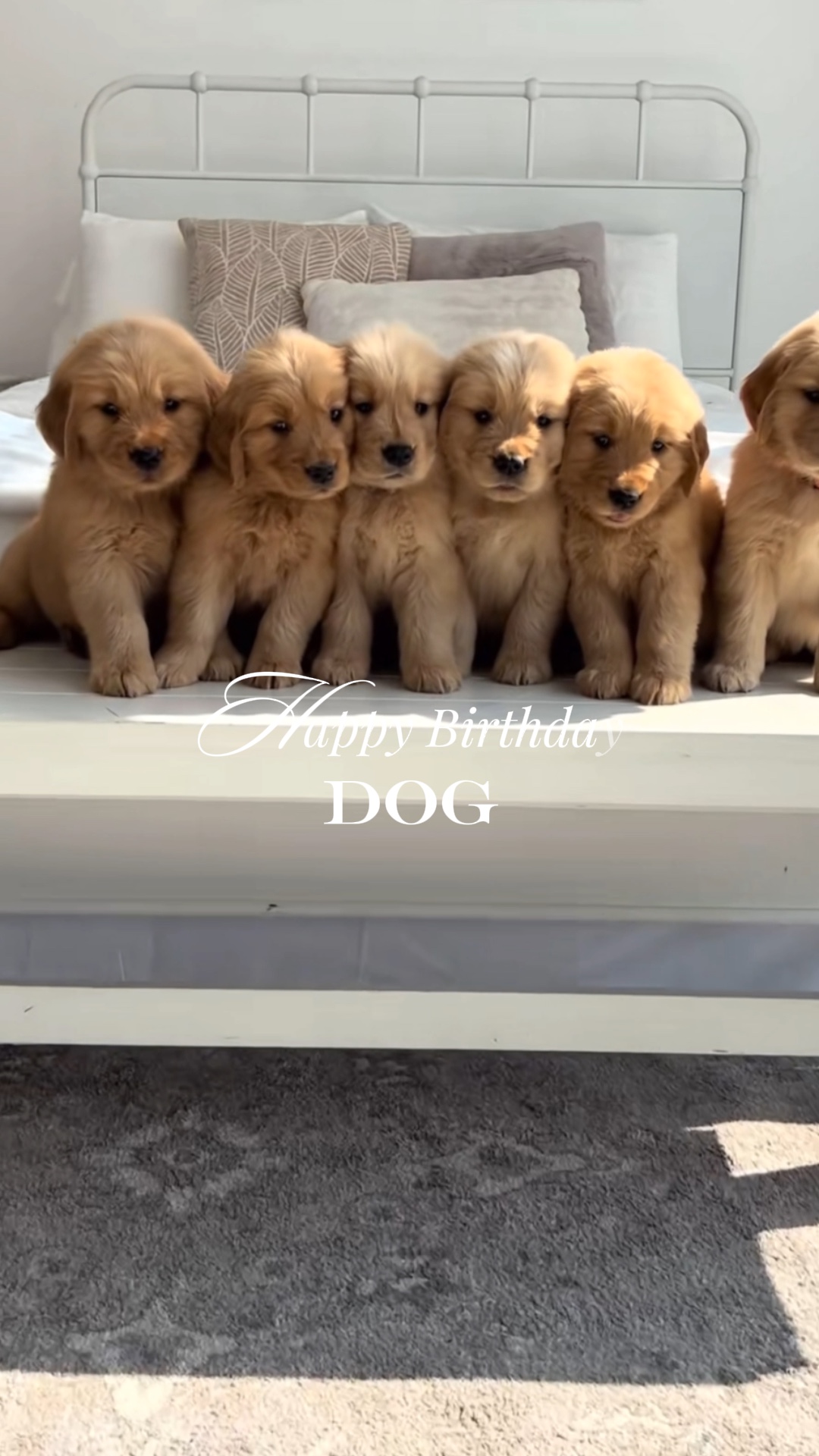 생일 축하해 개 🎂