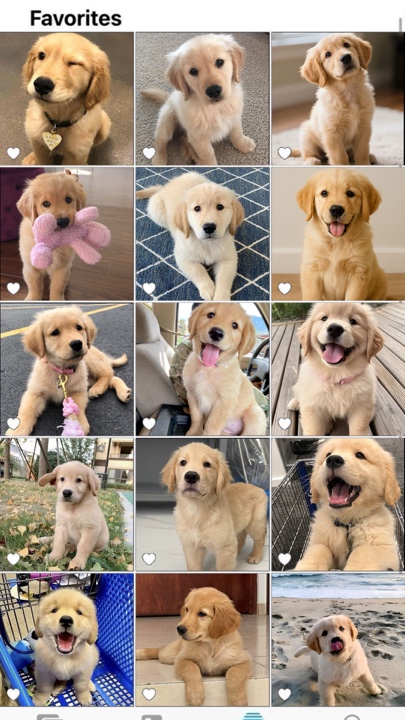 Mejor amigo del perro