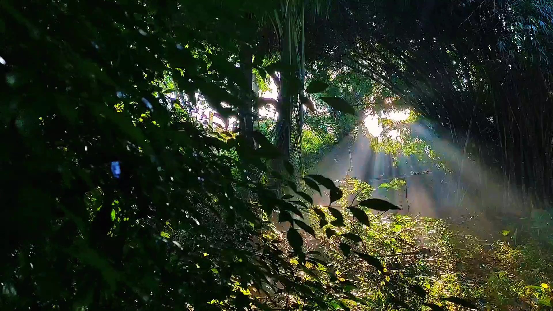 Naturaleza Cinemática