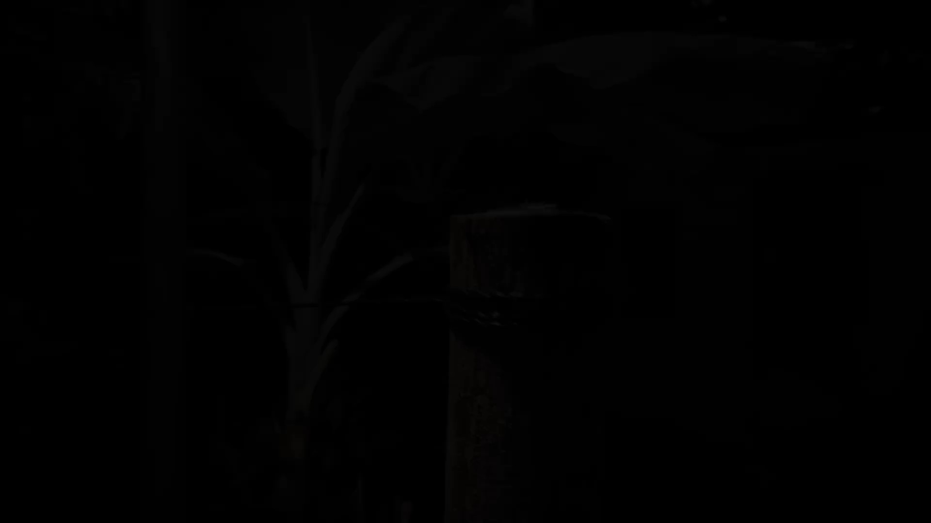令人毛骨悚然|电影CT