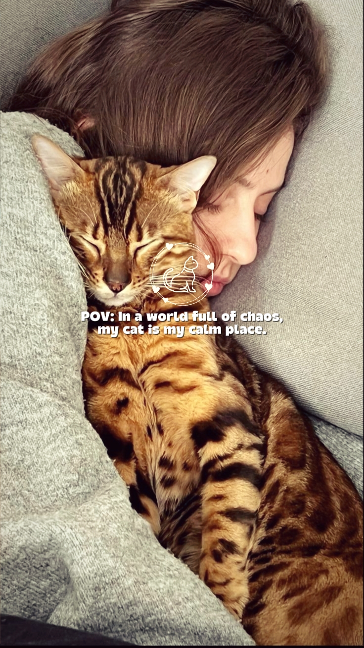 Liebe Katze