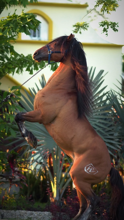 Caballos 1
