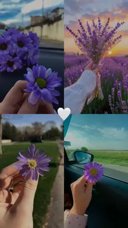 2 fotos e 2 vídeos 