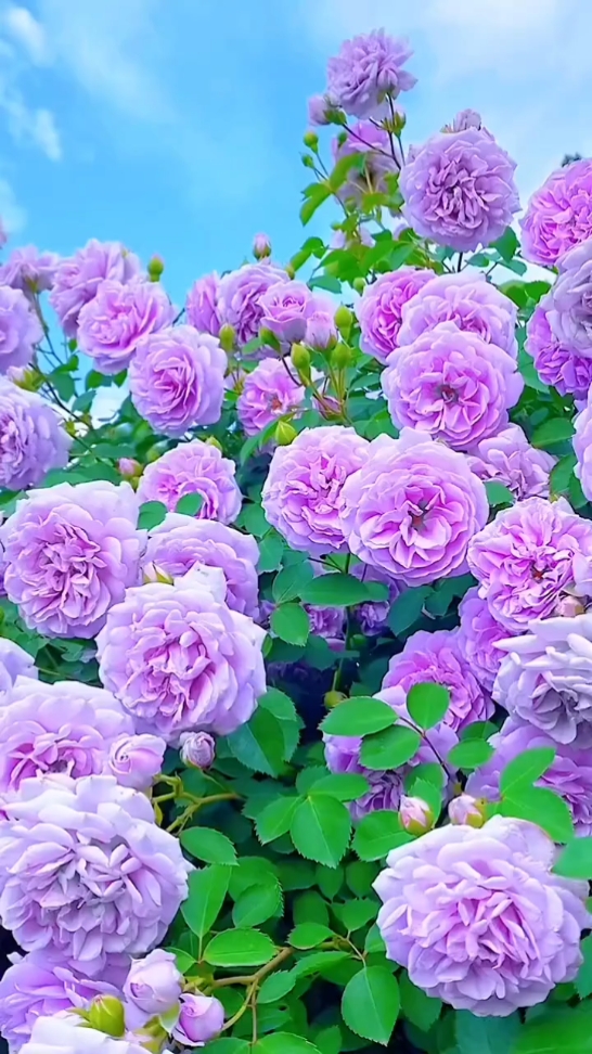 Amantes De Las Flores