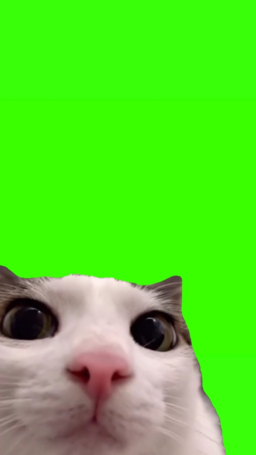 cat blinking meme