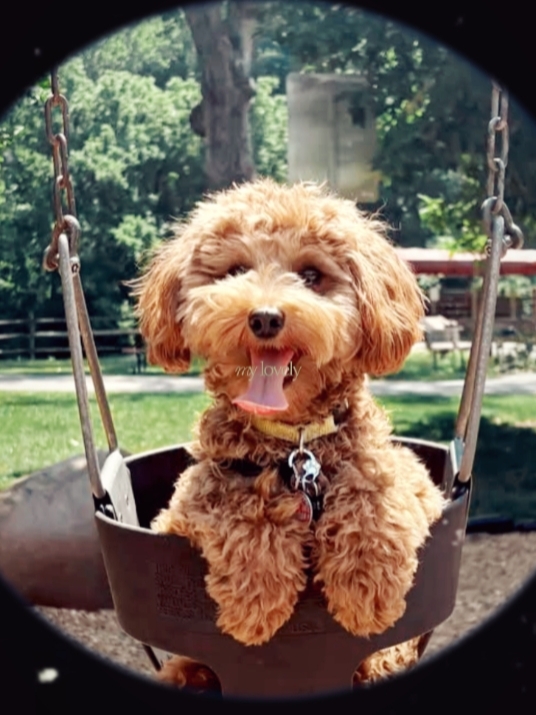 Dia nacional do cão