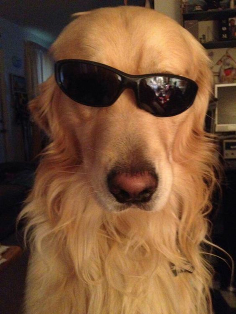 Dogs