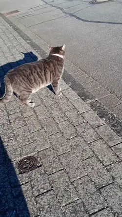 kittyyy||slowmo