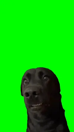 anjing bingung 