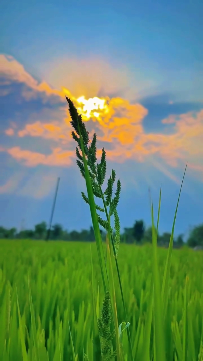Nature aesthetic