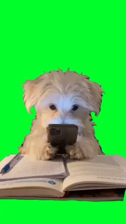 Dog pretend studies