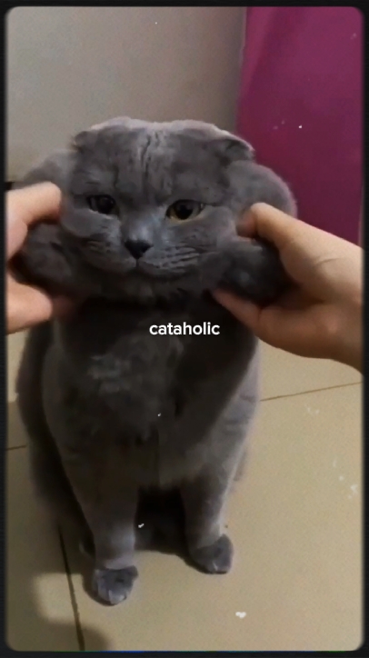 고양이 홀릭