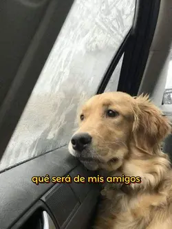 Mis amigos