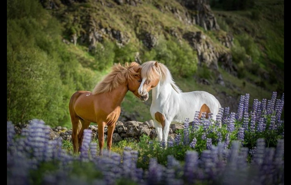 Caballos 😍