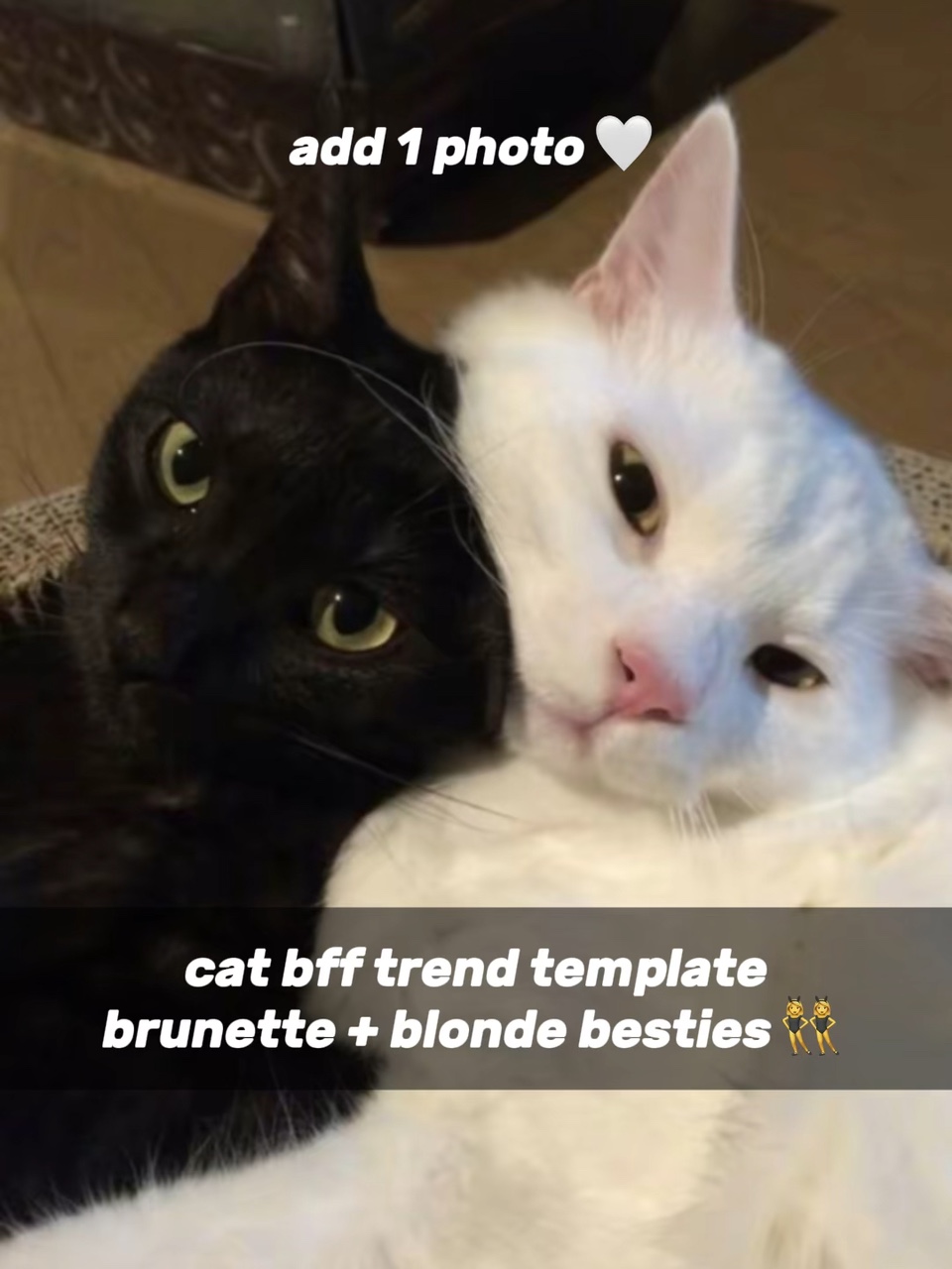 고양이 BFF 👸🏻👸🏼