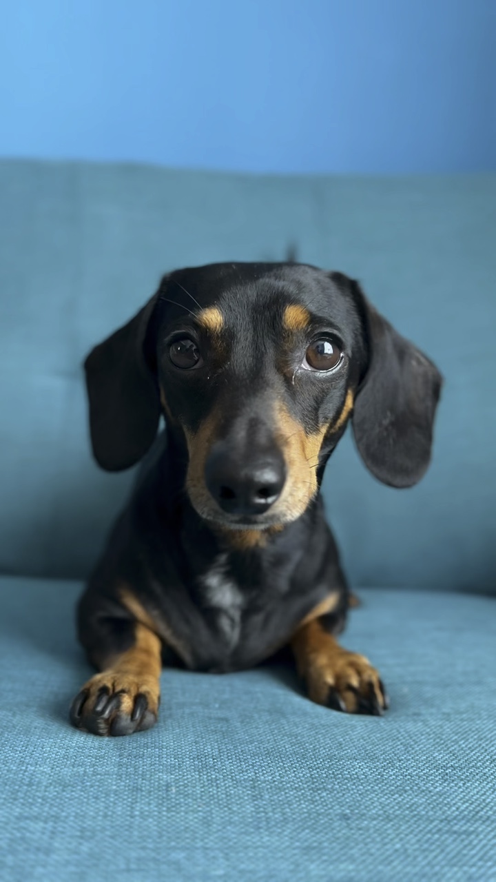 Puppy eyes