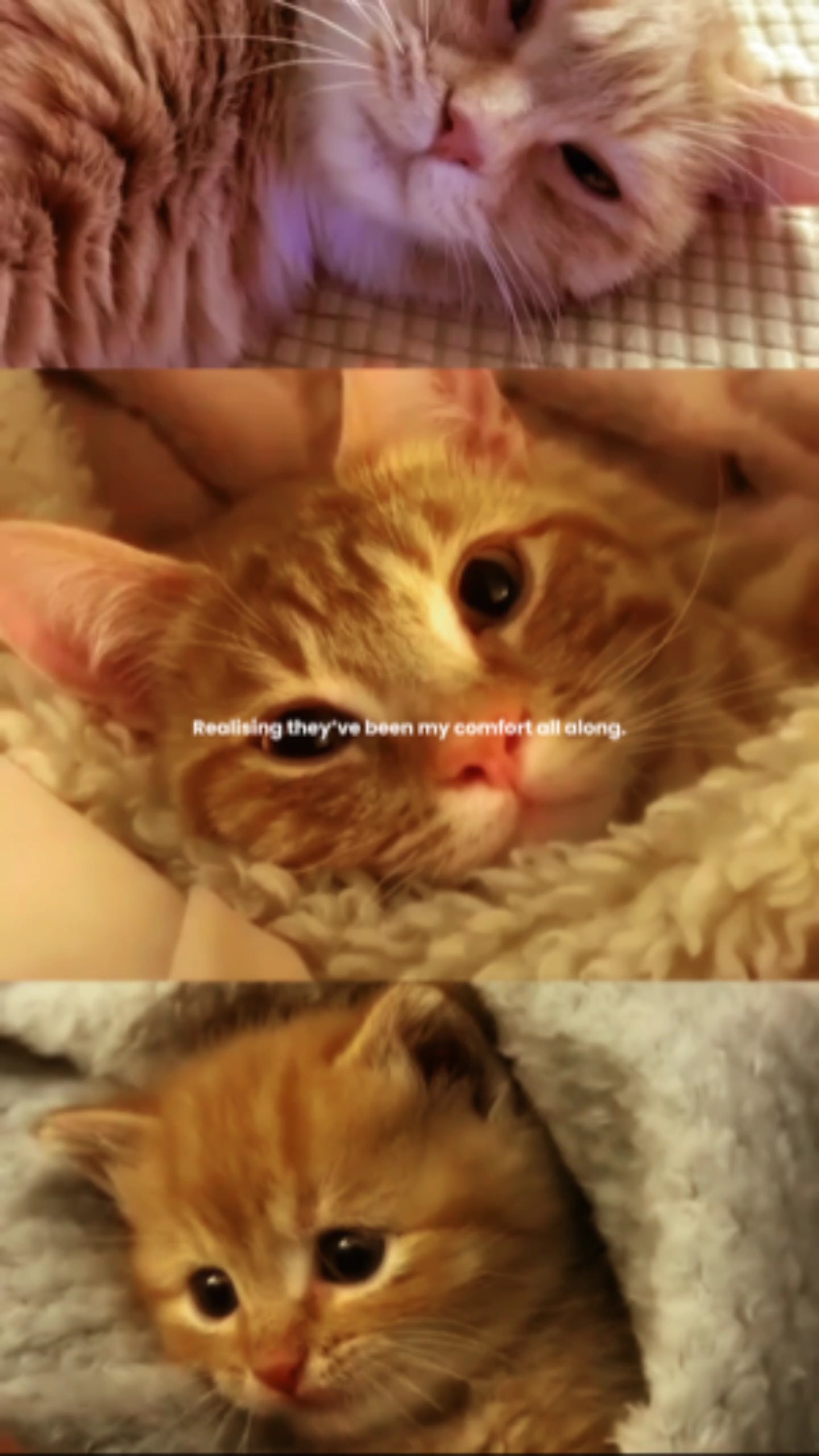 Desplazamiento Estético De Mascotas