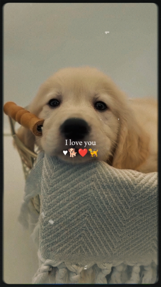 Te amo mi mascota
