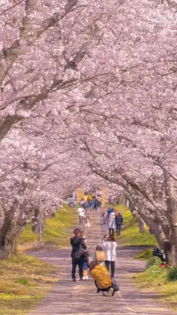 花びらが舞う春の映像