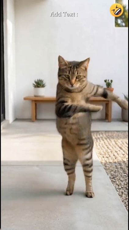 Baile Gato Divertido