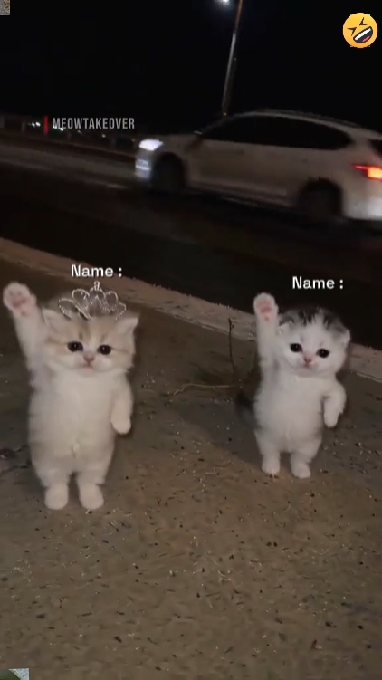 Dans Kedi Trendi.! 