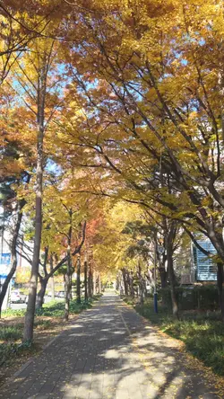 wonderful autumn