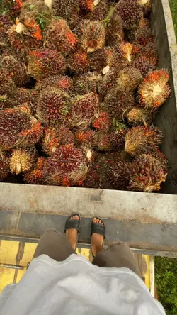 sawit