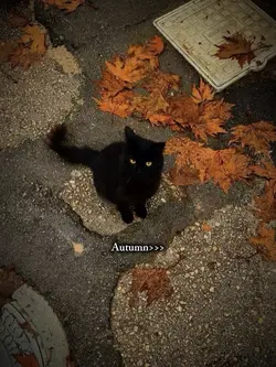 AUTUMN