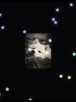 Japanese Spitz<3