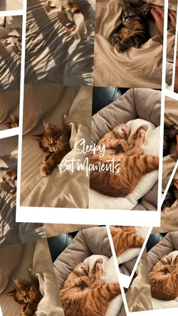 Cat Moments
