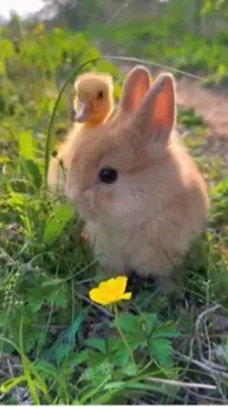 Cute rabbit
