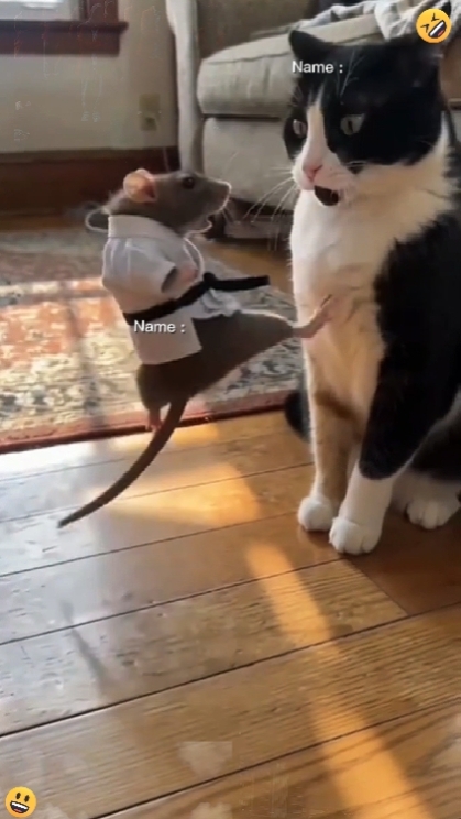 고양이 VS 마우스