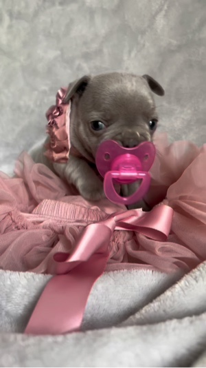 Chiot français