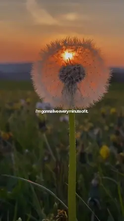 Life quotes