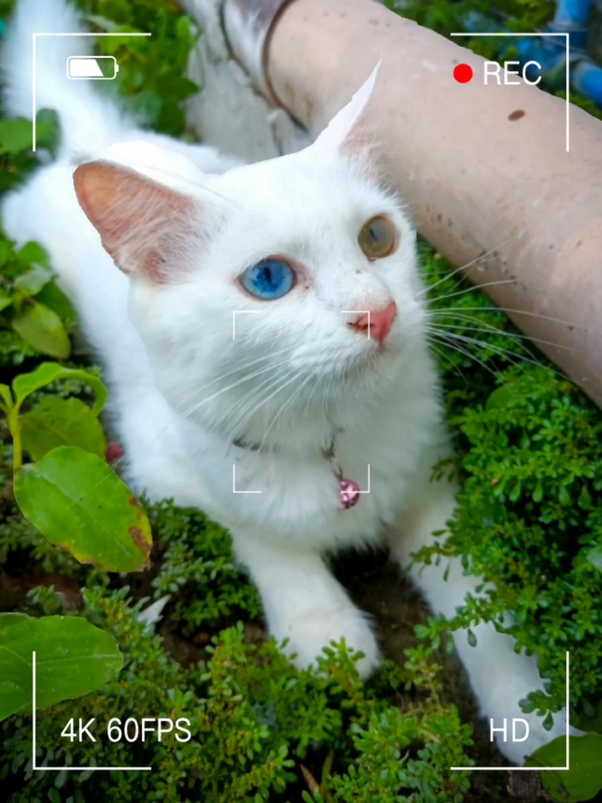 고양이 템프1