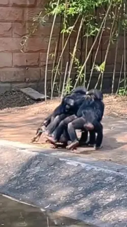 4 Con khỉ