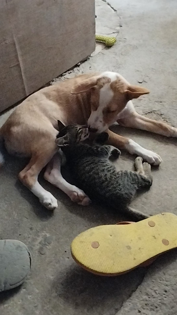 Kedi ve Köpek
