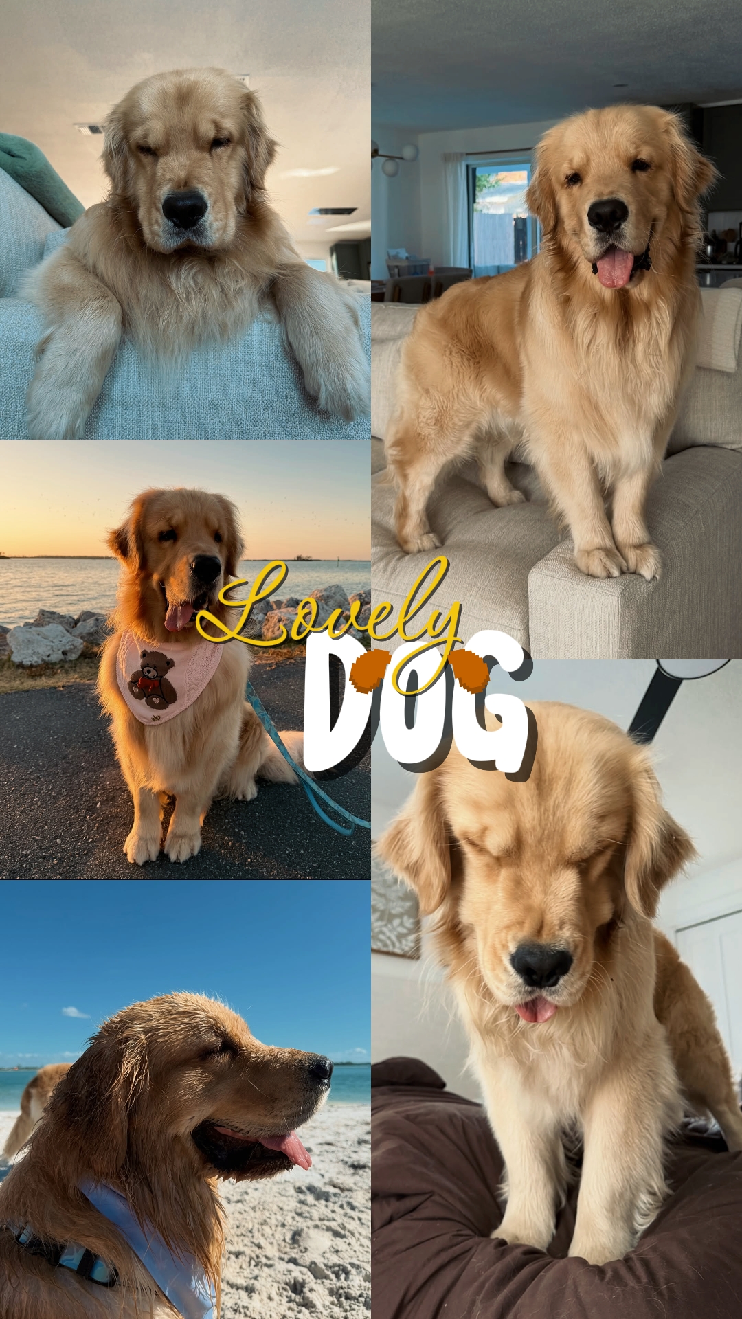 GÜZEL KÖPEK