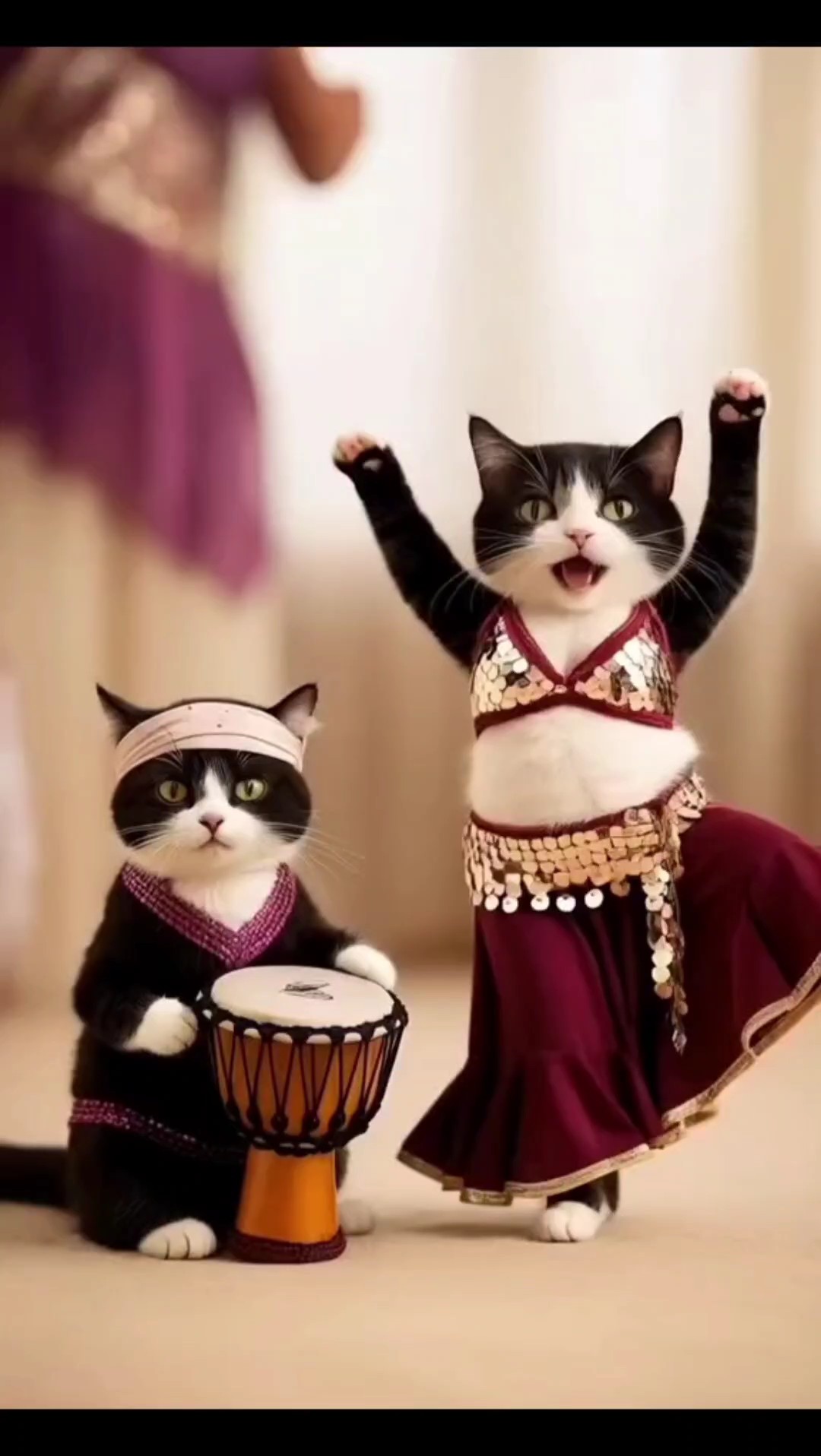 Komik kedi dansı 