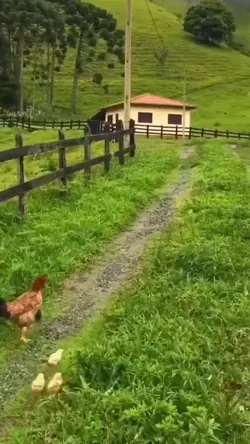 casinha branca