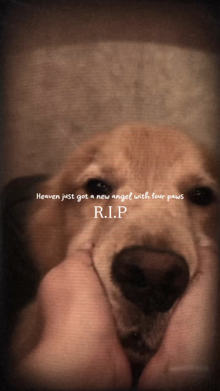 Chien RIP