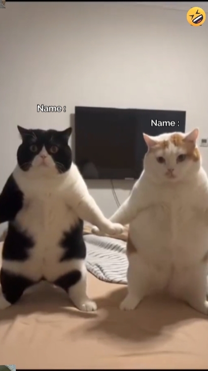 Komik Dans Kedi Tren