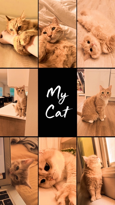 My Cat 