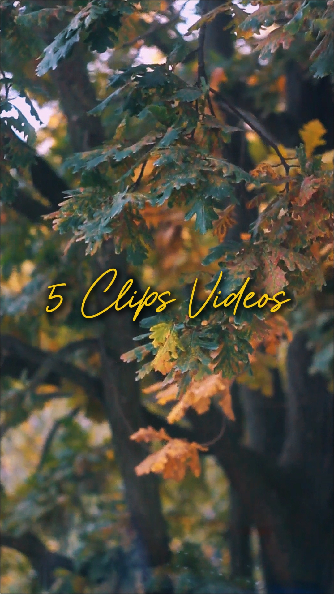 Cinematic 5 Videos