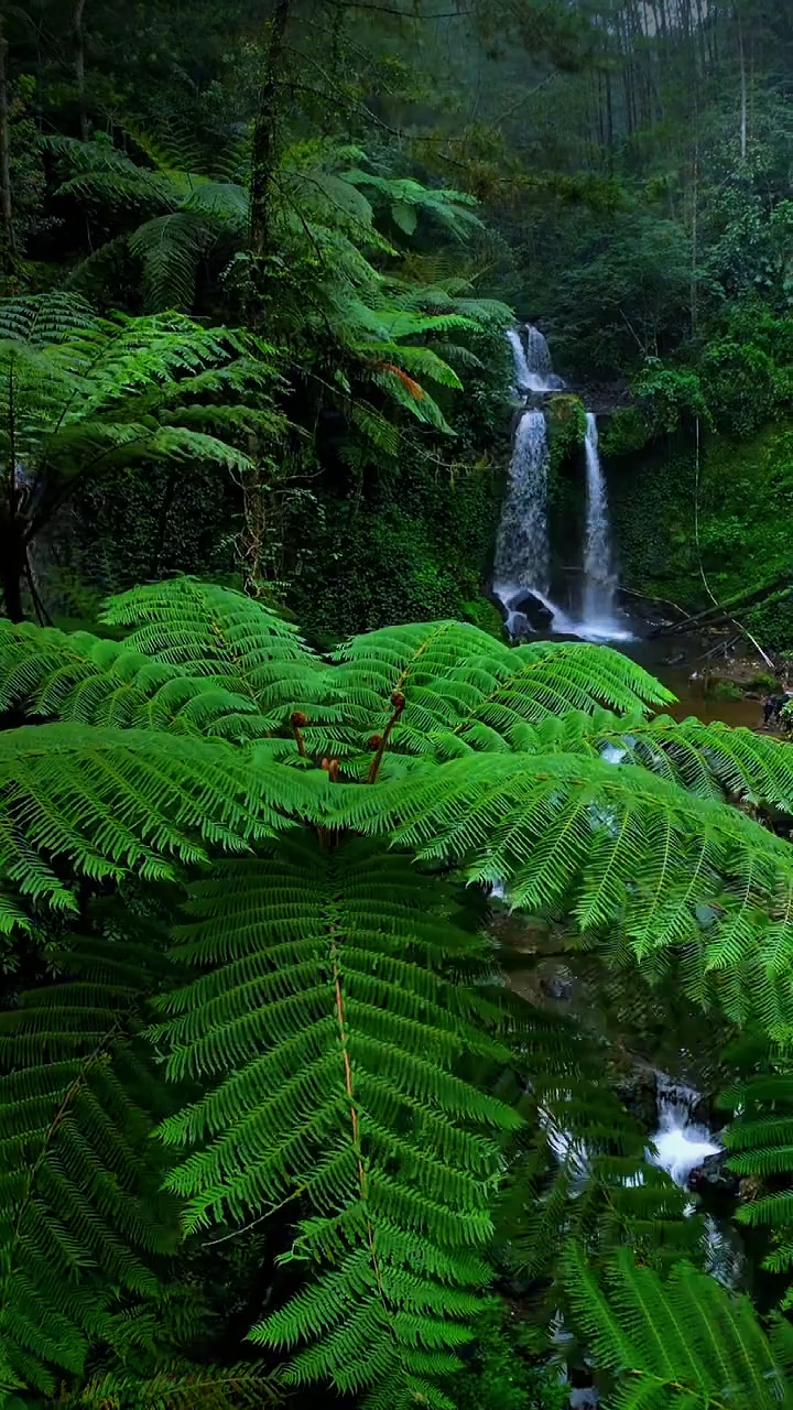 nature aesthetic