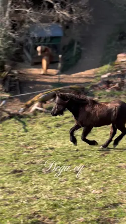 Smooth slowmo Horse