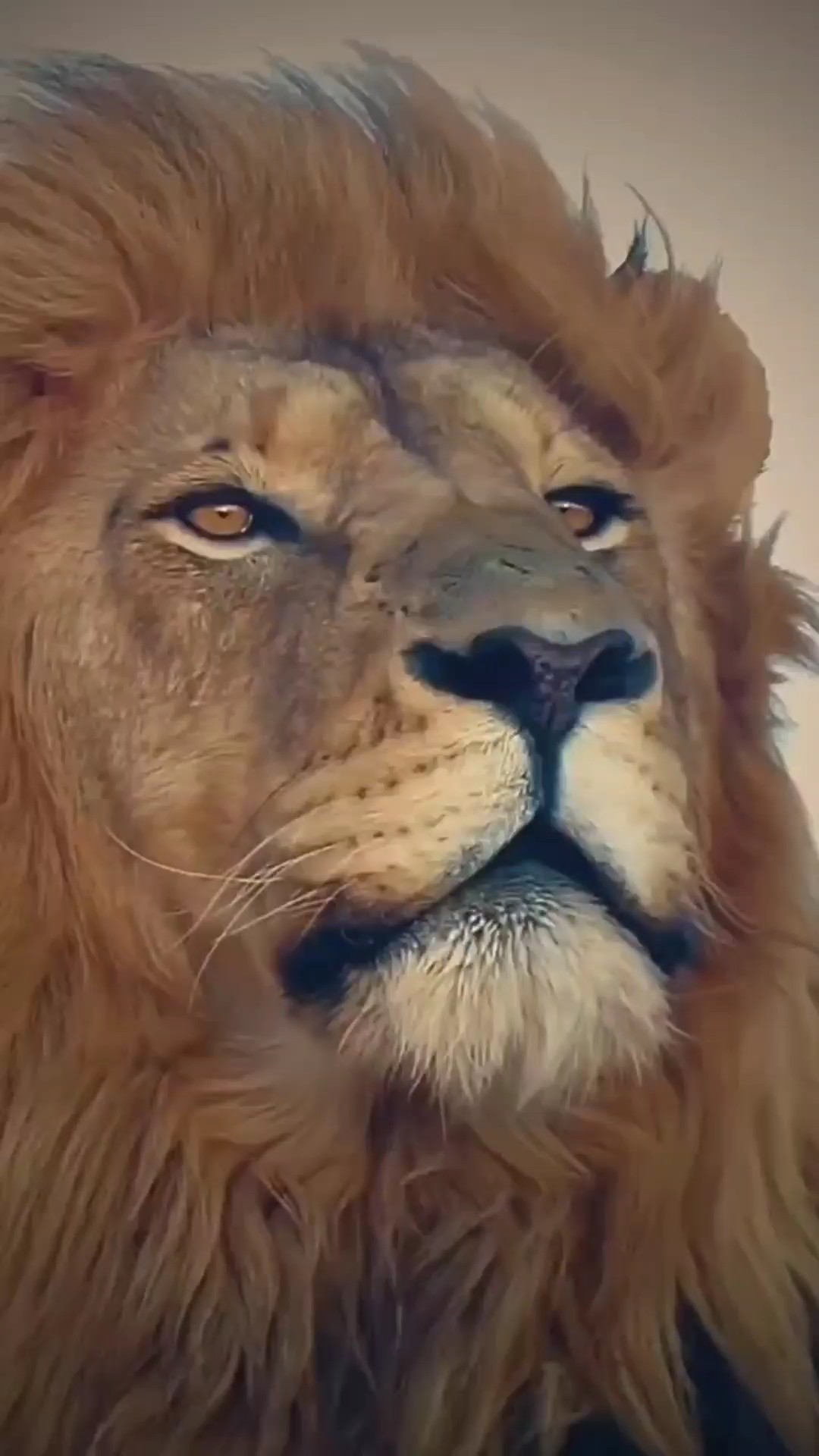 REMEMBER THE LION 