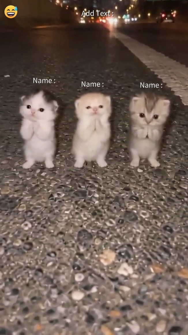 Cute Cat Trend