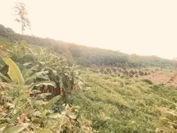 🍀🏔️