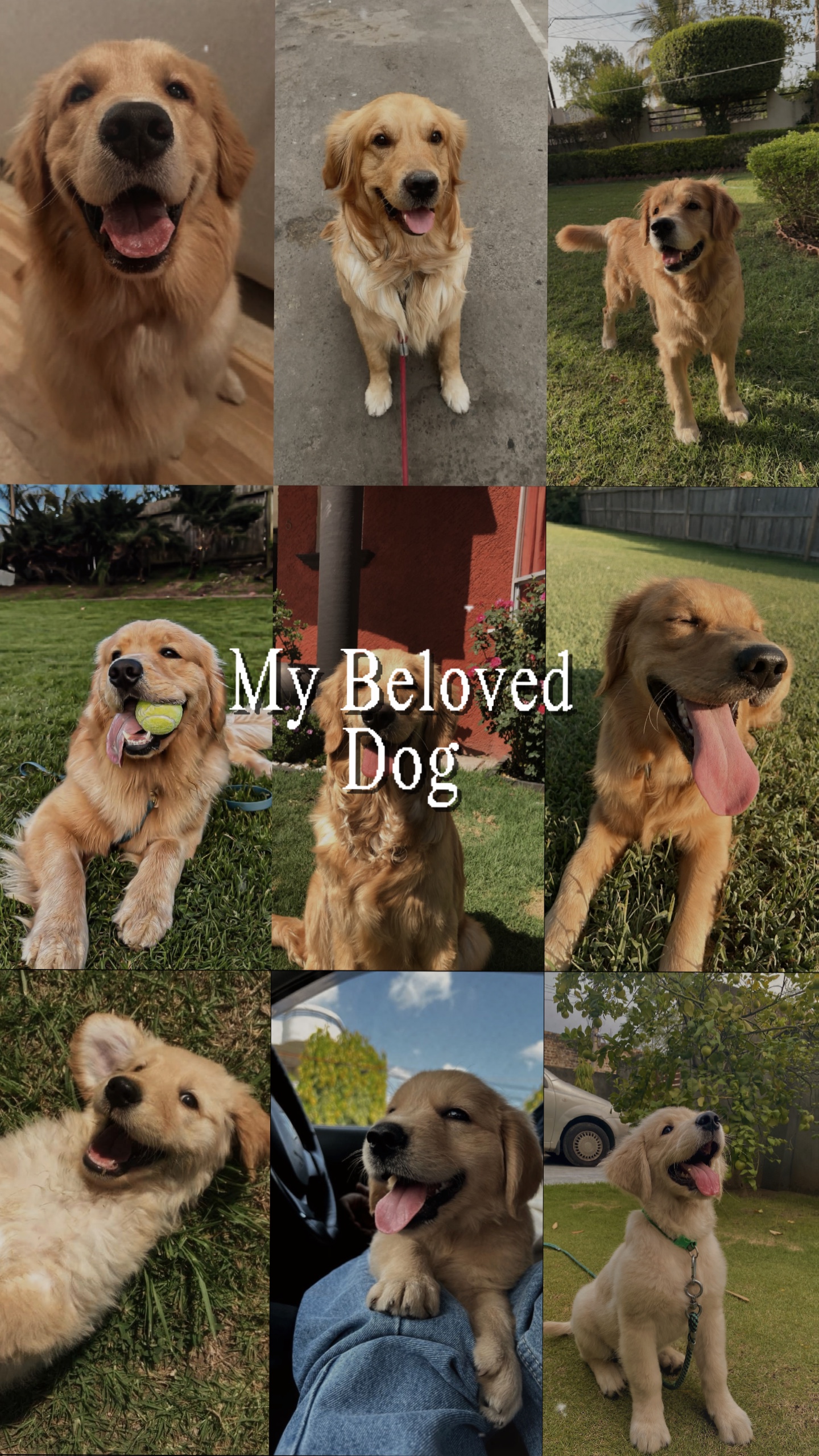 Mi Amado Perro 